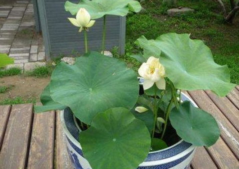 北方也能养好大莲花？掌握这4个关键条件，让你的‘北榛莲’六月开爆盆！