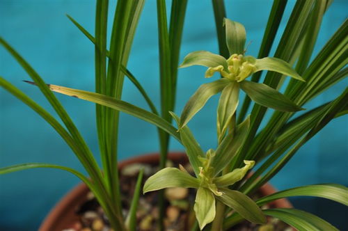 南剑北莲 春剑“大江南北”的豪迈与莲瓣“丽江星蝶”的温婉