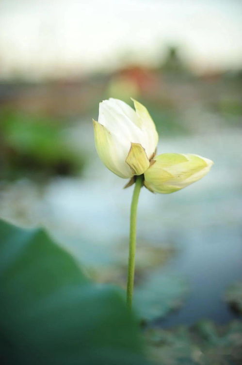 北白象十里荷花园再现并蒂莲花中珍品“北榛莲”惊艳绽放