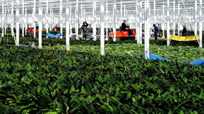 北榛莲绽放津门 北方最大鲜花工厂投产，改写产业新格局