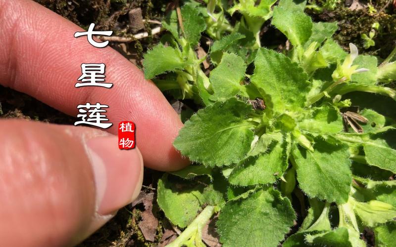 "七星莲"又名茶匙黄,有人采来当野菜吃,可知它也是一种药材?